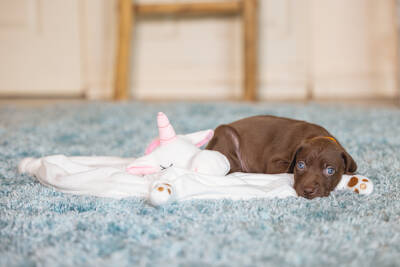 Beeztees Yavru Köpek Oyuncağı, Unicorn, Peluş, Beyaz, 33x25x14cm - 4