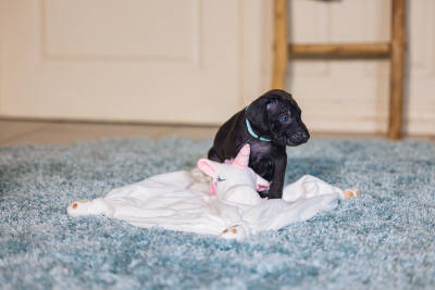 Beeztees Yavru Köpek Oyuncağı, Unicorn, Peluş, Beyaz, 33x25x14cm - 3