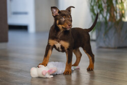 Beeztees Yavru Köpek Oyuncağı, Unicorn, Peluş, Beyaz, 49x10x14cm - 2