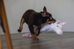 Beeztees Yavru Köpek Oyuncağı, Unicorn, Peluş, Beyaz, 74x14x15cm - 2