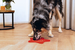 Beeztees Yavru Köpek Yaş Mama Yeme Oyuncağı, Yıldız Şeklinde, Silikon, Kırmızı, 20x20cm - 2