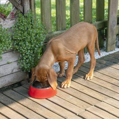 Ferplast Jolie Kedi ve Köpekler için Çelik Mama ve Su Kabı Kırmızı 850 ml M - 3