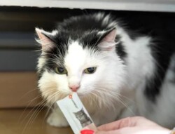 Flamingo Deli Yumm Tavuklu Krema Kedi Ödül Maması 14 Gr 5'li - 3