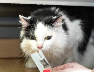 Flamingo Deli Yumm Tavuklu Krema Kedi Ödül Maması 14 Gr 5'li - 3