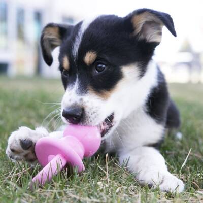 Kong Binkie Diş Kaşıma Emzik Şeklinde Yavru Köpek Oyuncağı M - 2