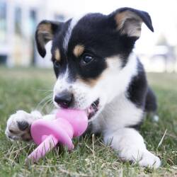 Kong Binkie Diş Kaşıma Emzik Şeklinde Yavru Köpek Oyuncağı M - 2