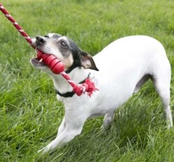 Kong Dental Diş Temizliği Sağlayan İp Sallantılı Köpek Oyuncağı S - 2