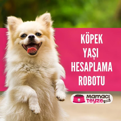 Köpek Yaşı Hesaplama - Köpeklerde İnsan Yaşı Hesaplama