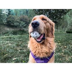 M-Pets Bloom Ball Parçalanmaz Top Köpek Oyuncağı Beyaz 7 cm - 3