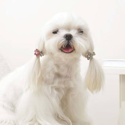 M-Pets Glam Çiçekli Kedi ve Köpekler İçin Aksesuar Toka Pembe Beyaz - 3