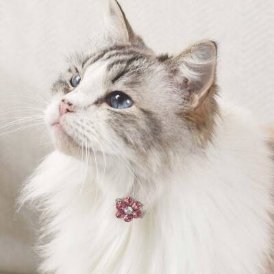 M-Pets Glam Çiçekli Kedi ve Köpekler İçin Aksesuar Toka Pembe Beyaz - 4