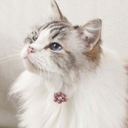 M-Pets Glam Çiçekli Kedi ve Köpekler İçin Aksesuar Toka Pembe Beyaz - 4