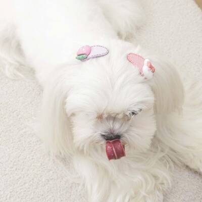 M-Pets Glam Figürlü Kedi ve Köpekler İçin Aksesuar Toka Pembe - 4