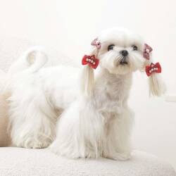 M-Pets Glam Fiyonklu Kedi ve Köpekler İçin Aksesuar Toka Kırmızı - 3
