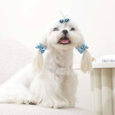 M-Pets Glam Gözlük ve Fiyonklu Kedi ve Köpekler İçin Aksesuar Toka Mavi - 3