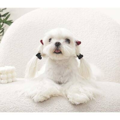 M-Pets Glam Kalpli Kedi ve Köpekler İçin Aksesuar Toka Kırmızı Siyah - 3