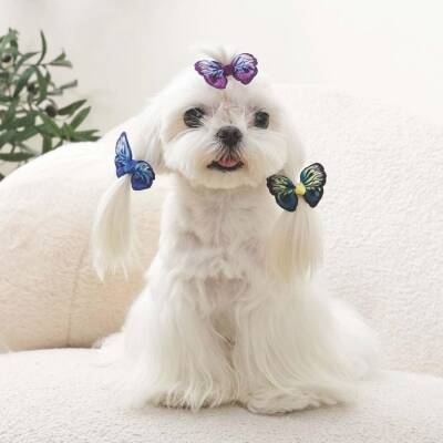 M-Pets Glam Kelebekli Kedi ve Köpekler İçin Aksesuar Toka Mavi Mor ve Yeşil - 3