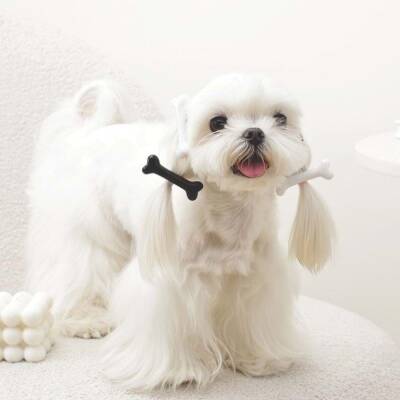 M-Pets Glam Kemikli Kedi ve Köpekler İçin Aksesuar Toka Siyah ve Beyaz - 3