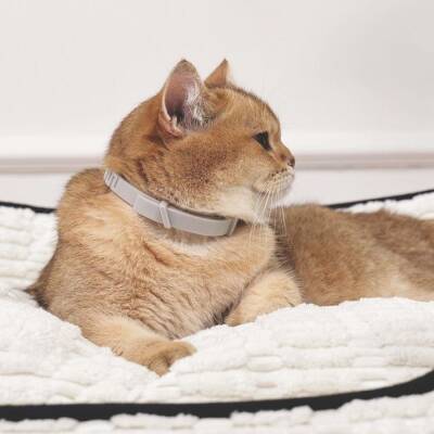 M-Pets Keep Calm Sakinleştirici Kedi Tasması Gri - 3