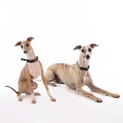 M-Pets Kombi 2in1 Köpek Eğitim Tasması Siyah M - 2