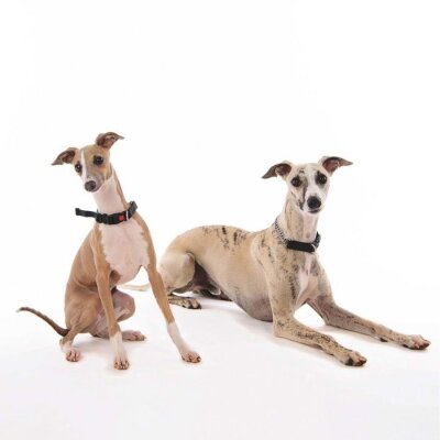 M-Pets Kombi 2in1 Köpek Eğitim Tasması Siyah M - 2