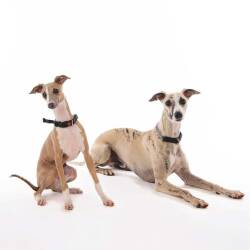 M-Pets Kombi 2in1 Köpek Eğitim Tasması Siyah XL - 2