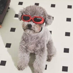 M-Pets Sunny Daytrip Köpek Gözlüğü Kırmızı - 2