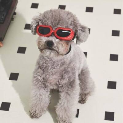 M-Pets Sunny Daytrip Köpek Gözlüğü Kırmızı - 2