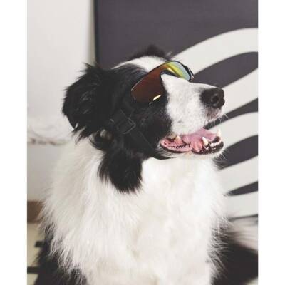 M-Pets Sunny Sunbather Köpek Gözlüğü Siyah - 3
