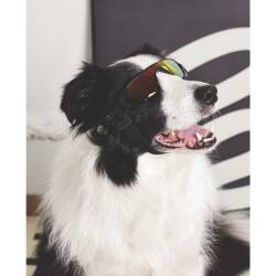 M-Pets Sunny Sunbather Köpek Gözlüğü Siyah - 3