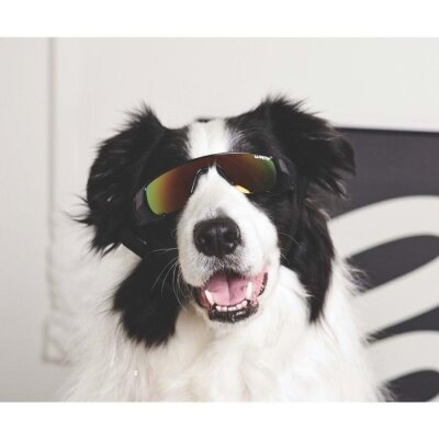 M-Pets Sunny Sunbather Köpek Gözlüğü Siyah - 2