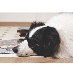 M-Pets Sunny Trailblazer Köpek Gözlüğü Siyah - 3