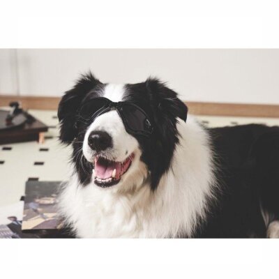 M-Pets Sunny Trailblazer Köpek Gözlüğü Siyah - 2