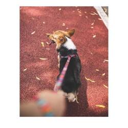 M-Pets Urban Style Jazz Stripes Köpek Göğüs Tasması M - 4
