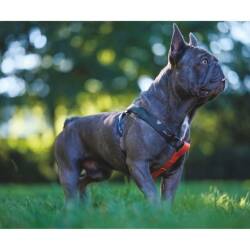 M-Pets Wild Jungle Harness Köpek Göğüs Tasması XS - 4