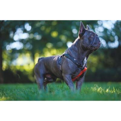 M-Pets Wıld Jungle Köpek Göğüs Tasması M - 3