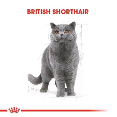 Royal Canin British Shorthair Pouch Yetişkin Kedi Konservesi 85 gr - 2