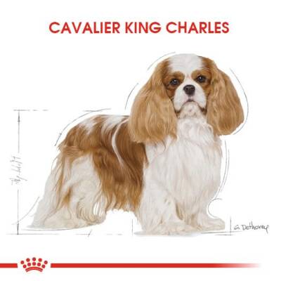 Royal Canin Cavalier King Charles Yetişkin Köpek Maması 1,5 kg - 3