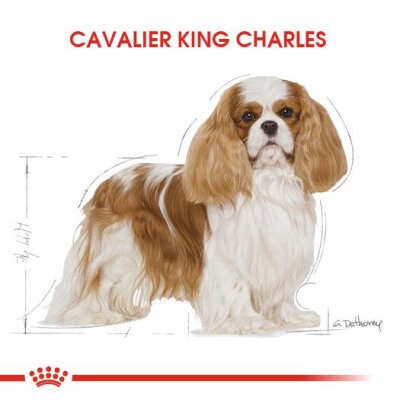 Royal Canin Cavalier King Charles Yetişkin Köpek Maması 3 kg - 6