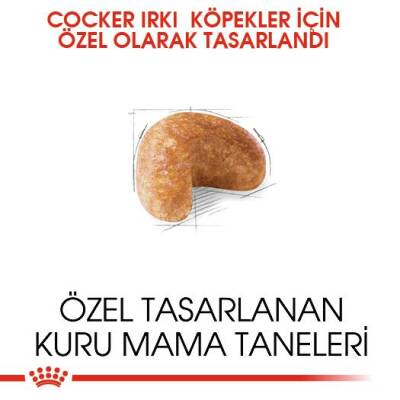 Royal Canin Cocker Özel Irk Yetişkin Köpek Maması 3 kg - 3