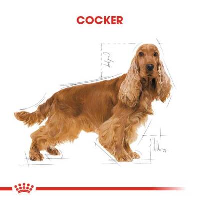 Royal Canin Cocker Özel Irk Yetişkin Köpek Maması 3 kg - 2
