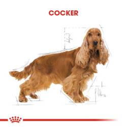 Royal Canin Cocker Özel Irk Yetişkin Köpek Maması 3 kg - 3