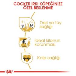 Royal Canin Cocker Özel Irk Yetişkin Köpek Maması 3 kg - 5