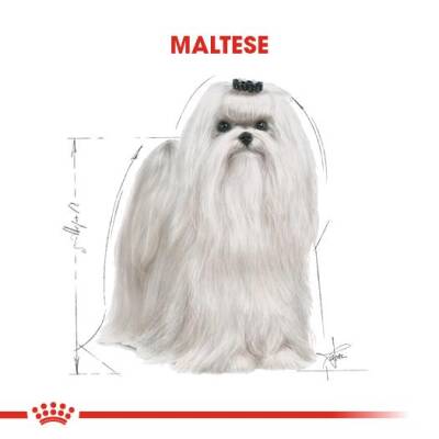 Royal Canin Maltese Terrier Yetişkin Köpek Maması 1,5 kg - 3