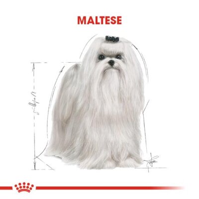 Royal Canin Maltese Terrier Yetişkin Köpek Maması 1,5 kg - 4