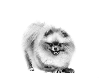 Royal Canin Pomeranian Yetişkin Köpek Irk Maması 3 kg - 5