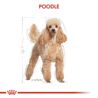 Royal Canin Poodle Yetişkin Köpek Maması 3 kg - 4