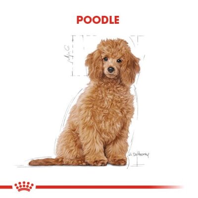 Royal Canin Poodle Yavru Köpek Maması 3 kg - 3