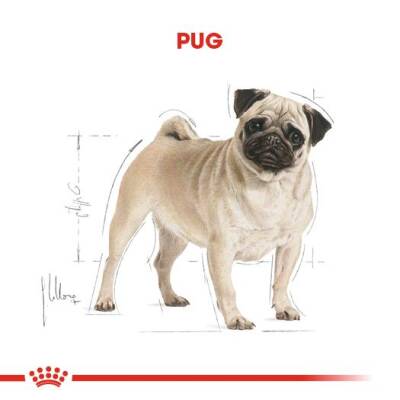 Royal Canin Pug Köpekler İçin Köpek Maması 1,5 kg - 2